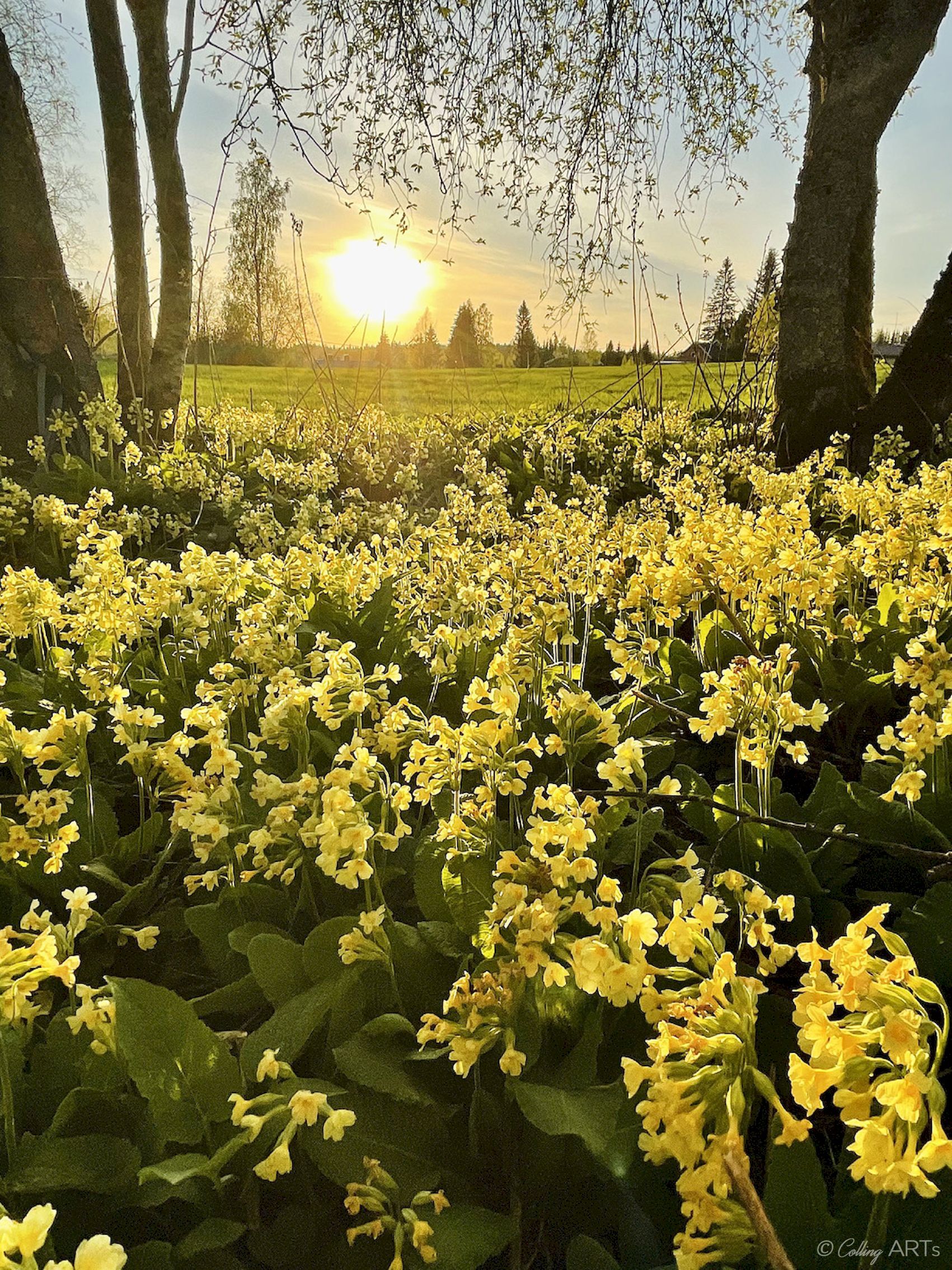 Collingarts_valokuvaaja