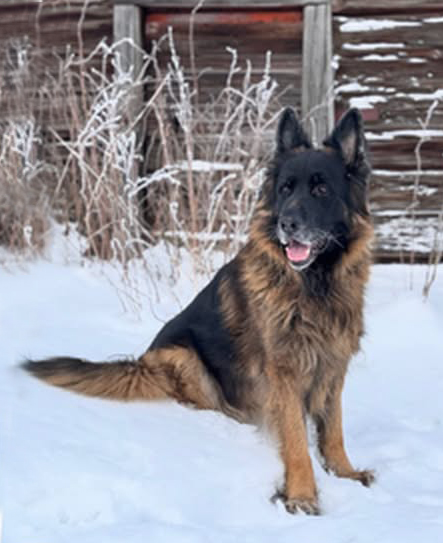 Collingarts-muotkuvamaalaus-koira