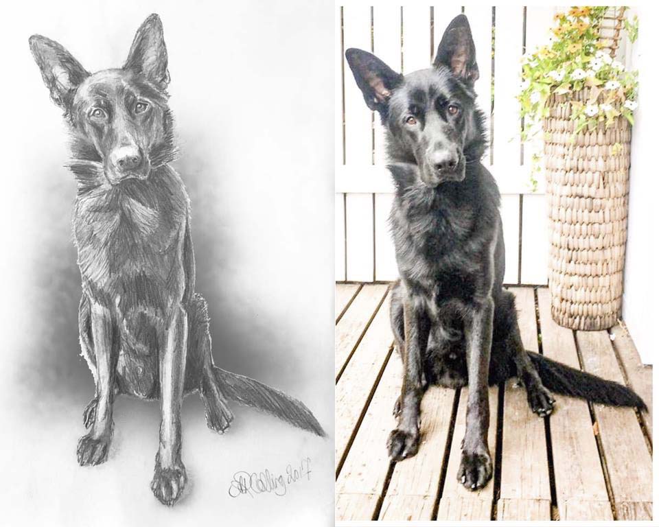 Collingarts-muotokuva-koira