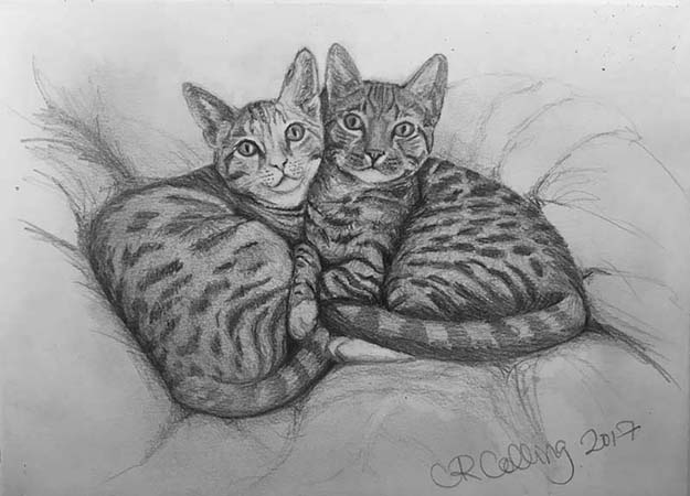 Collingarts-muotokuva-piirros-kissat