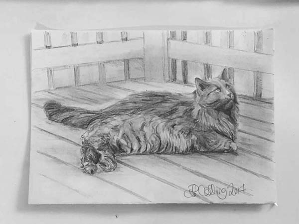 Collingarts-muotokuva-piirros-kissa