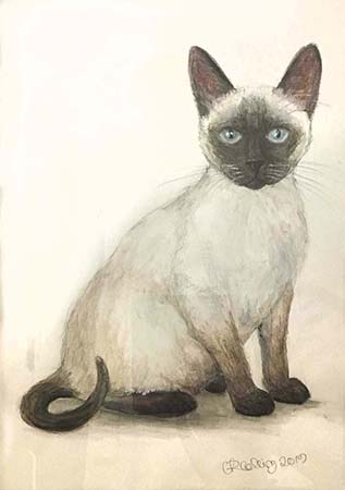 Collingarts-muotokuva-piirros-kissa