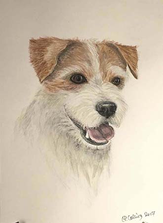 Collingarts-muotokuva-akvarelli-koira