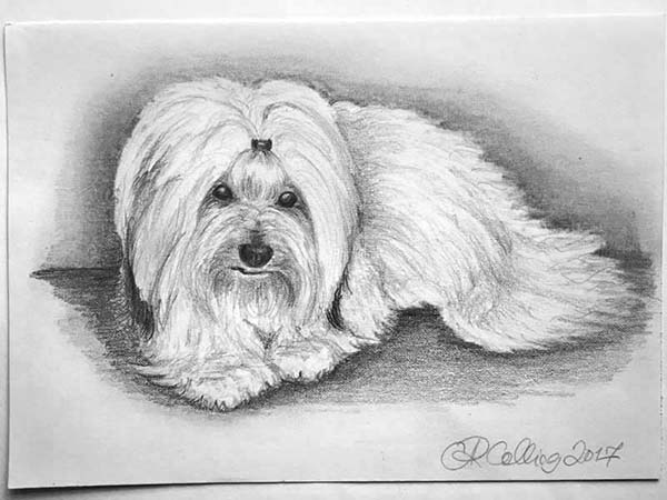 Collingarts-muotokuva-piirros-koira
