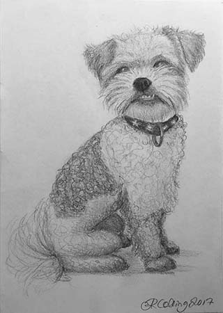 Collingarts-muotokuva-piirros-koira