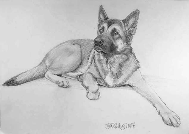 Collingarts-muotokuva-piirros-koira