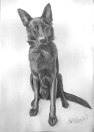 Collingarts-muotokuva-piirros-koira