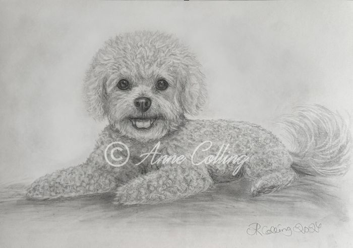 Collingarts-muotokuva-piirros-koira