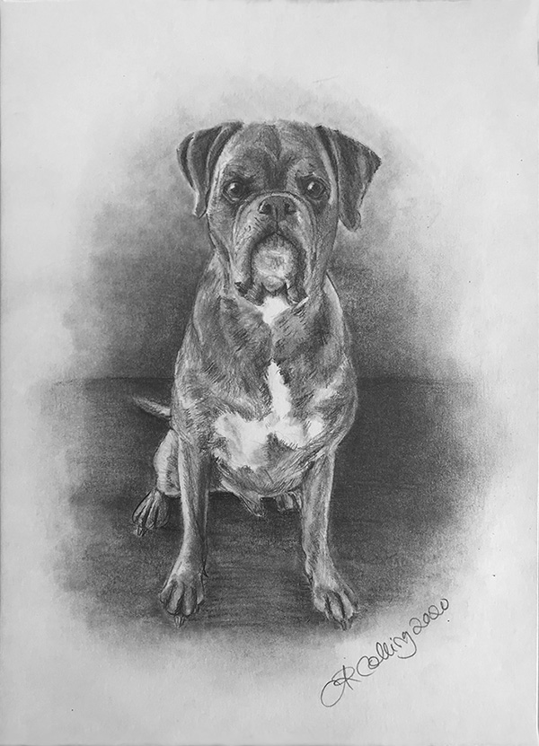 Collingarts-muotokuva-piirros-koira-bokseri