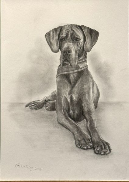Collingarts-muotokuva-piirros-koira