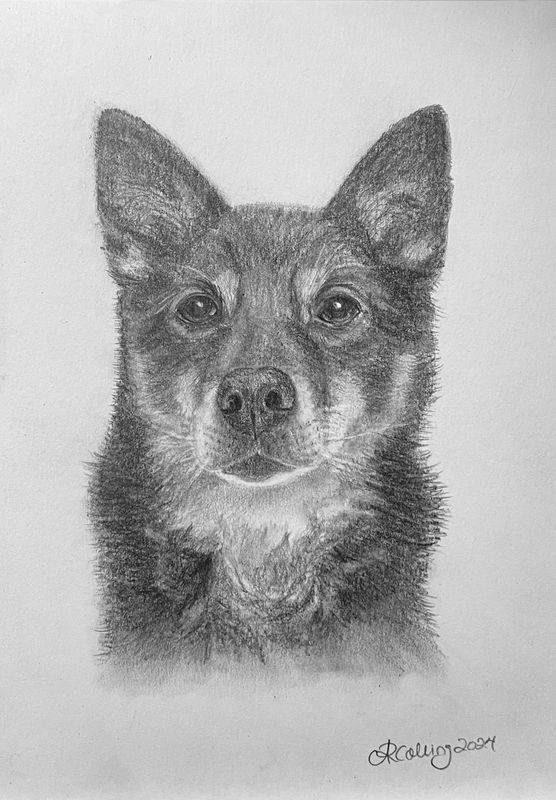 Collingarts-muotokuva-piirros-koira