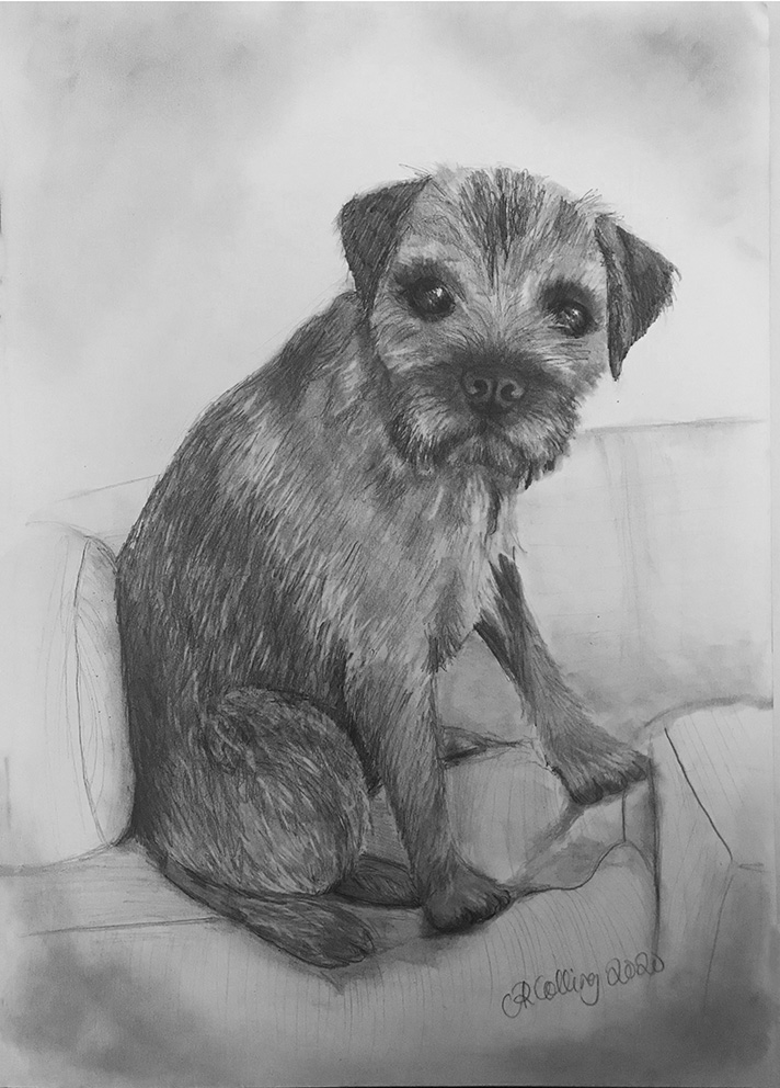 Collingarts-muotokuva-piirros-koira