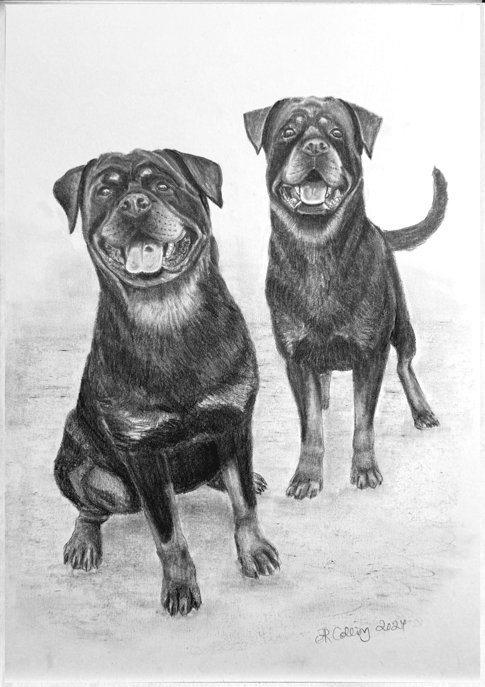 Collingarts-muotokuva-piirros-koirat