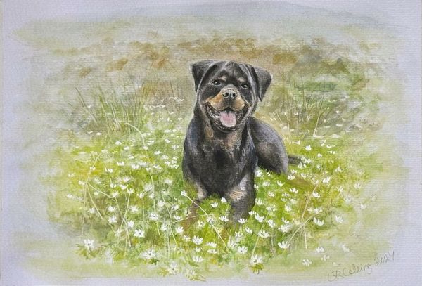 Collingarts-muotokuva-akvarelli-koira